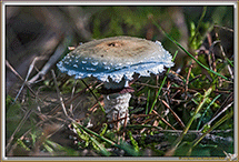 CHAMPIGNONS